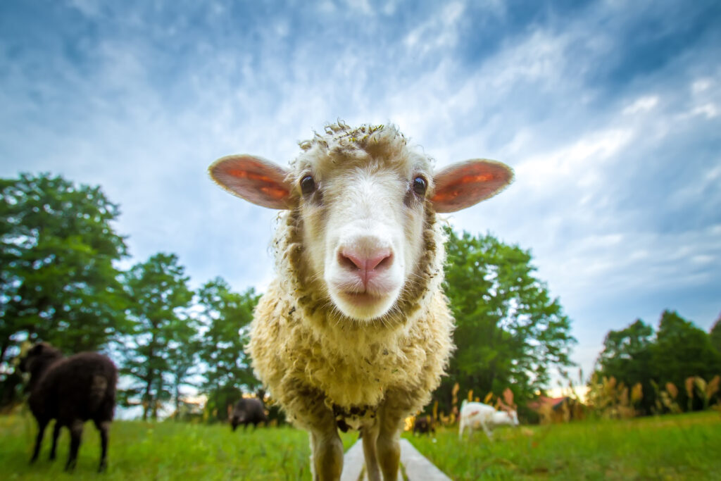 THE SHEEP IN WOLF'S CLOTHING: WHAT BIOTECH INVESTORS NEED TO KNOW ABOUT HEALTHCARE REFORM